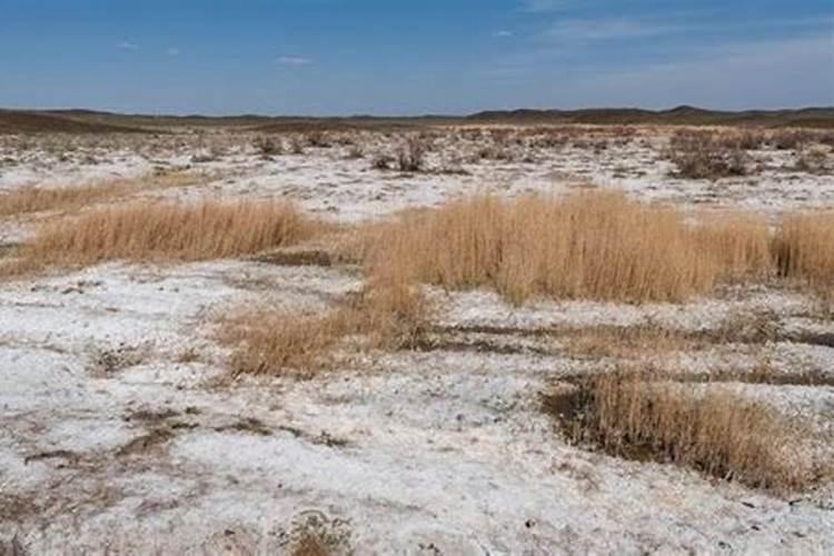 瑞丰美国红枫瑞丰美国红枫盐碱地土壤改良措施