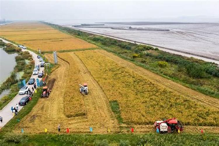 怎么样把盐碱地改造成好地