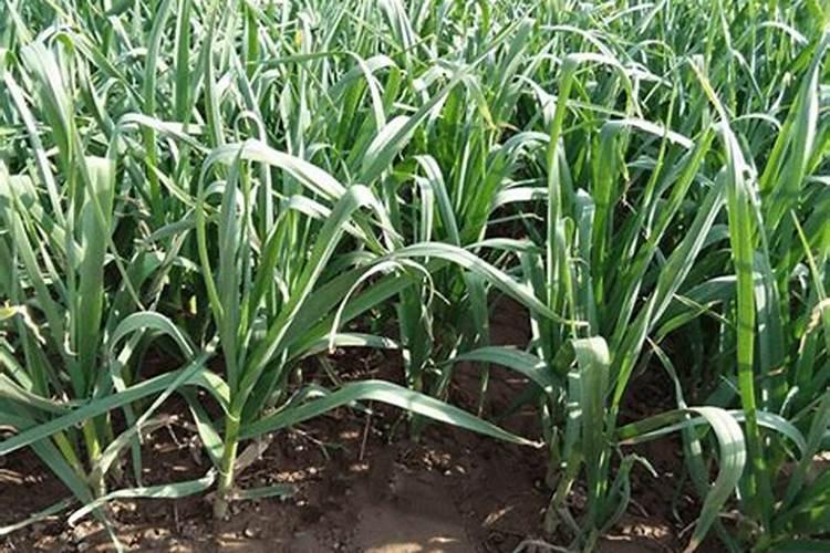 种大蒜用二铵做底肥可以吗