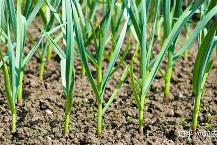 种大蒜用二胺能当底肥行吗？