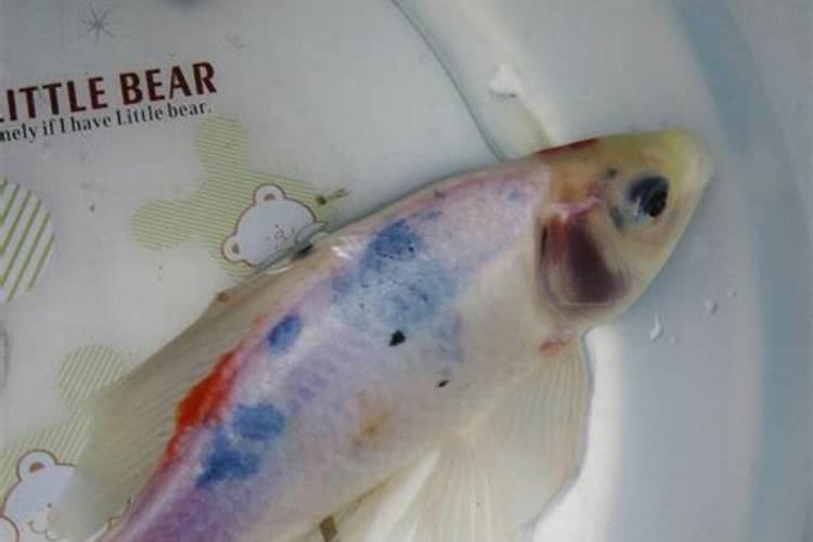 美国普利登鱼蛋白,这个有机肥怎么样。