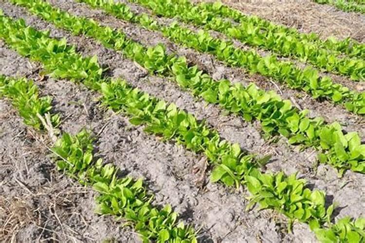 柠檬在各个时期如何施肥