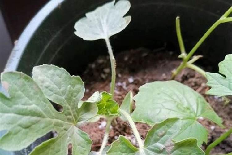 夏秋季栽培小型西瓜怎么肥水管理