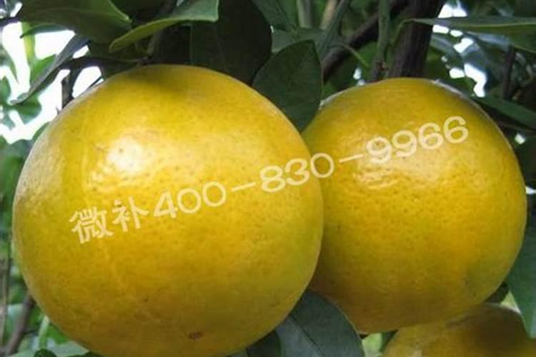 贡柑怎么预防裂果？贡柑种植管理技术