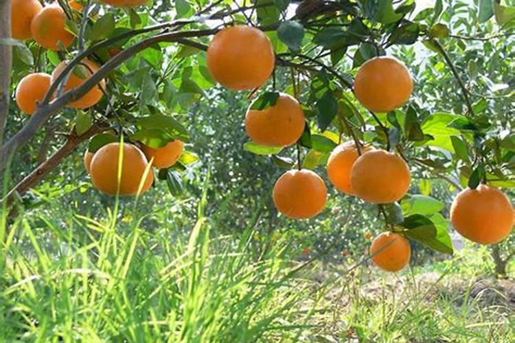 贡柑高效种植管理 贡柑怎么养殖好