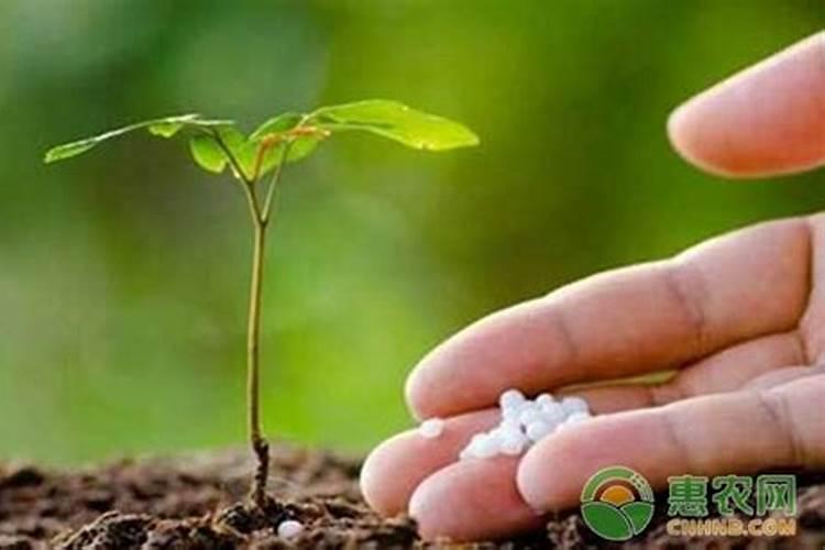 西瓜开花期施什么肥