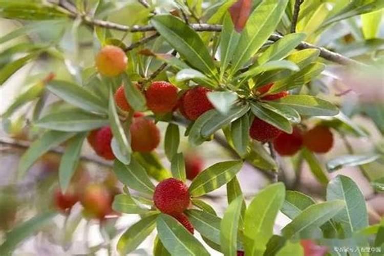 杨梅树施什么肥料好？