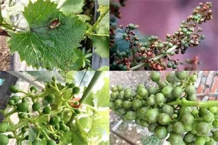 葡萄叶面喷雾硼肥为什么灼烧叶片？