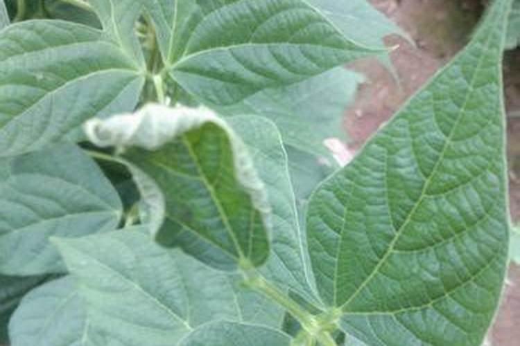 荔枝树叶面肥的制作方法