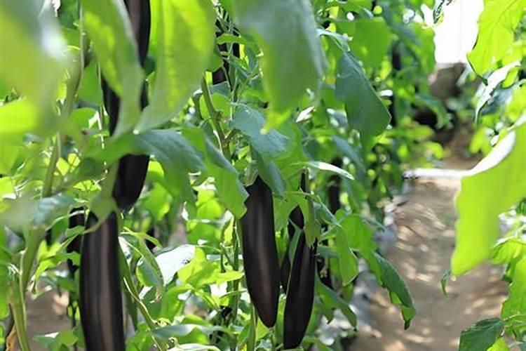 种菜用什么追肥长得快？