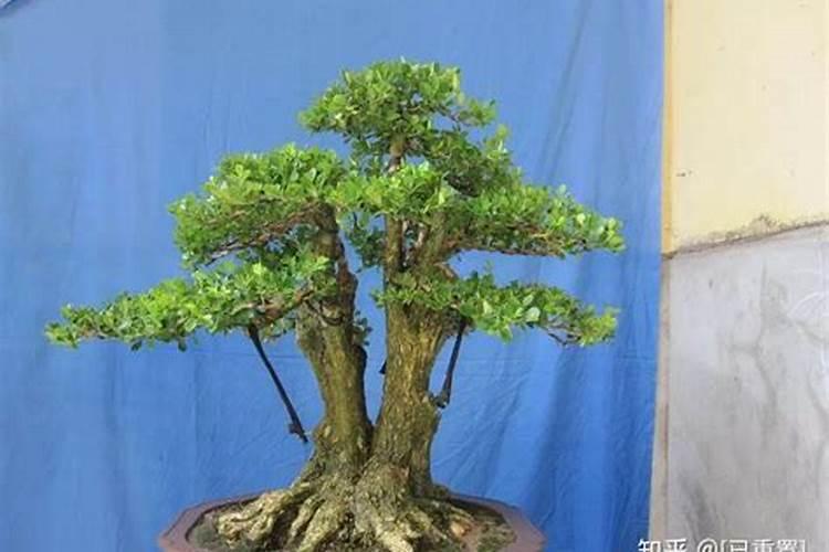 如何制造家庭有机肥