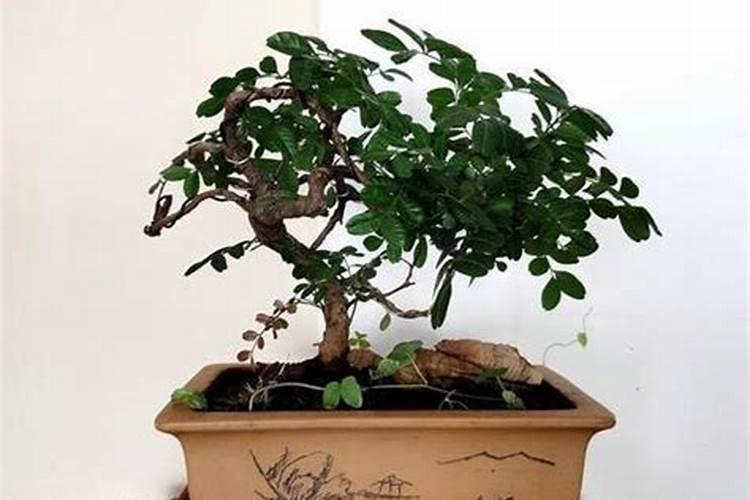 香叶树是什么样的