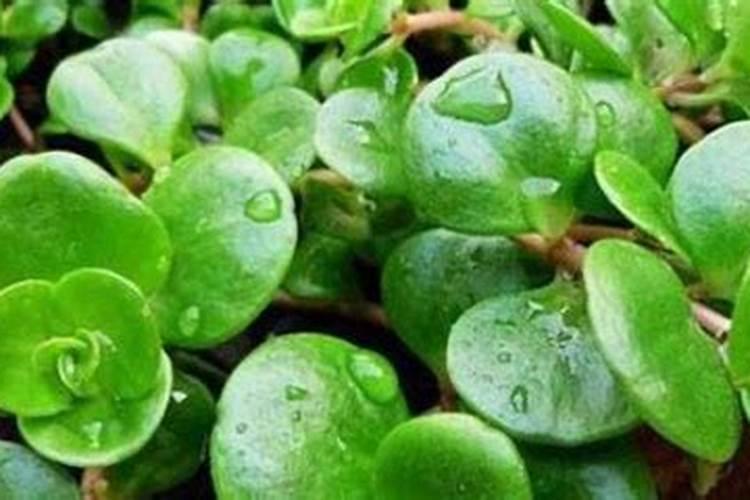 香叶树是什么样的