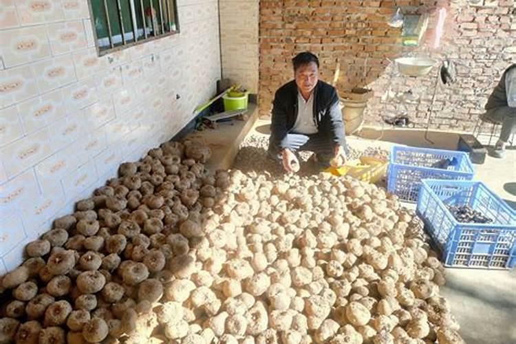 昆明一代魔芋种植季节