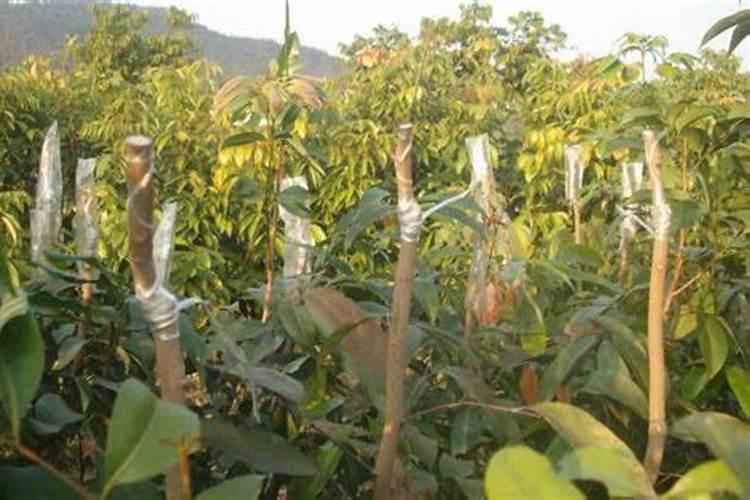 仙人掌嫁接蟹爪兰成活后怎么施肥(如何使蟹爪兰长得粗壮)