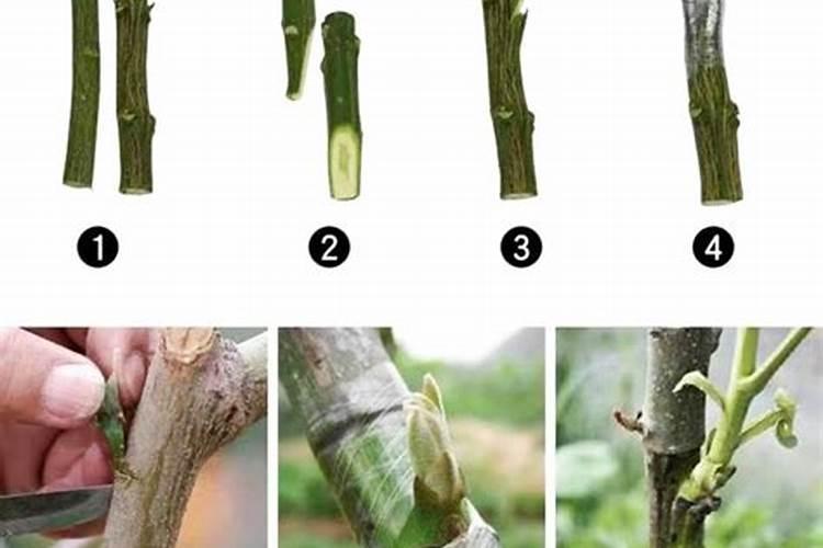 西瓜嫁接后需要喷施叶面肥吗？