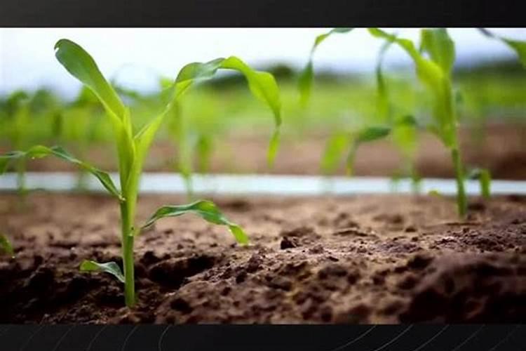 不烧根的复合肥有哪些