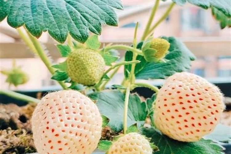 为什么火柴会着火？