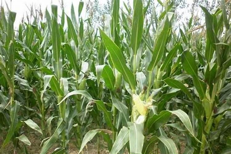 15升的消毒桶对多少84