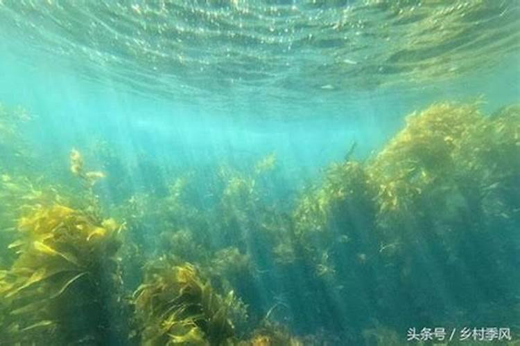 金弹子施什么肥最好