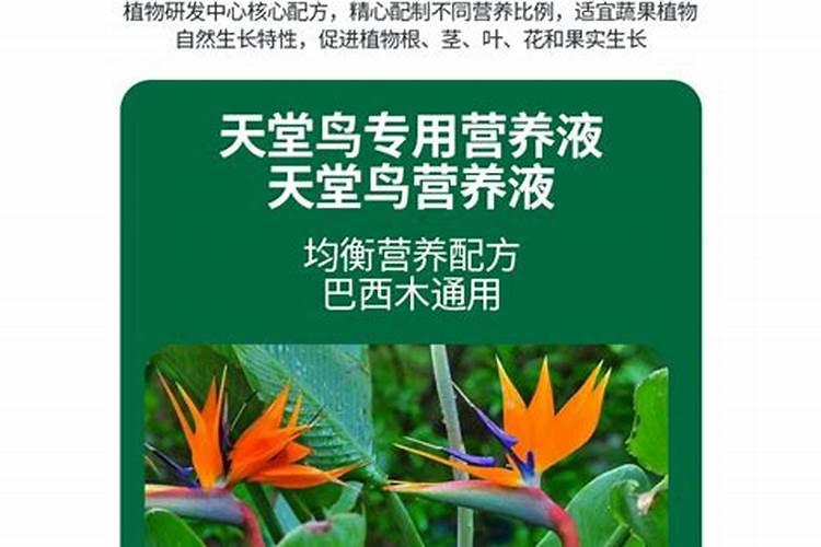 天堂鸟难不难养活？