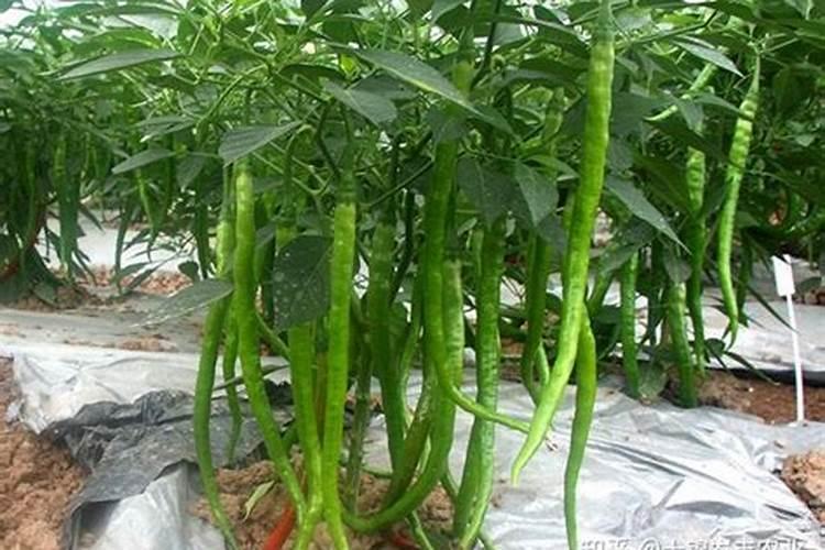 辣椒结果期冲施什么肥料好？辣椒挂果期施什么肥料好？