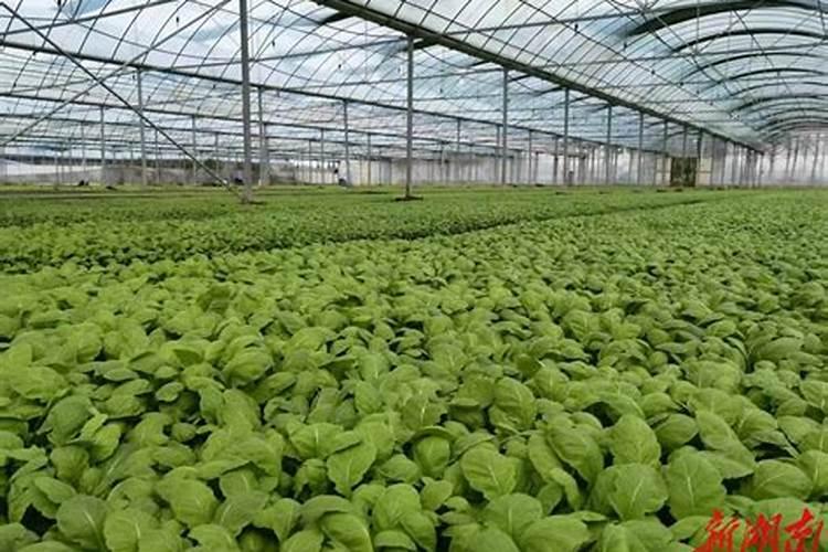 水种芥菜种植方法