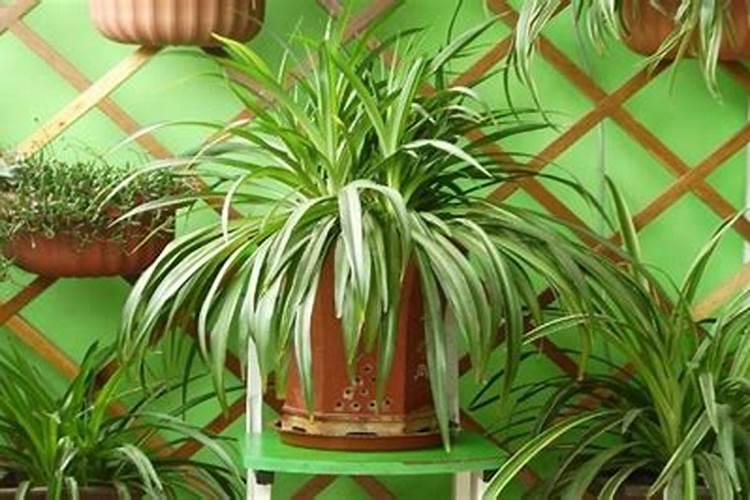 为作物提供重要营养元素的钾肥该怎么选？该如何用？