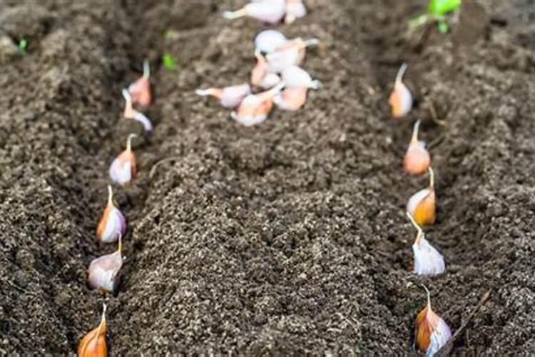 大蒜如何浇水施肥