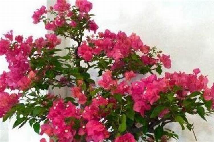 三角梅花期如何施肥