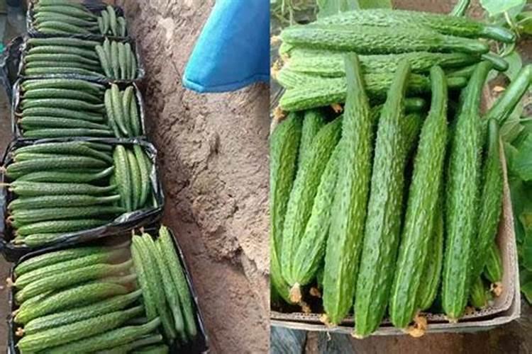 冬瓜施什么肥好