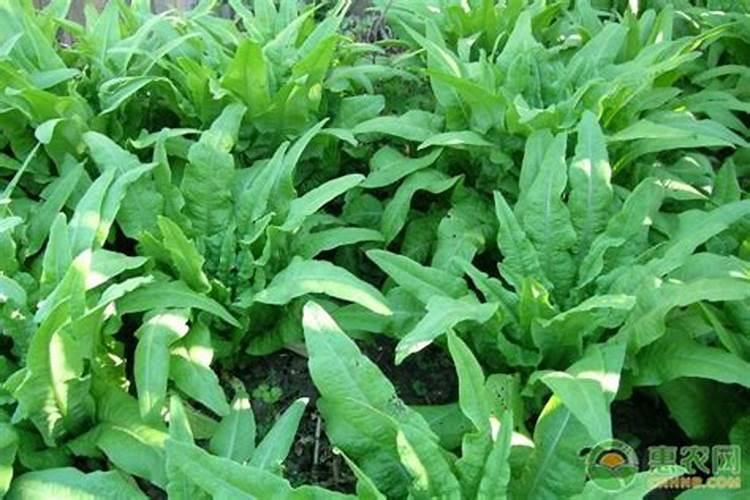 番茄萼片伸长配方