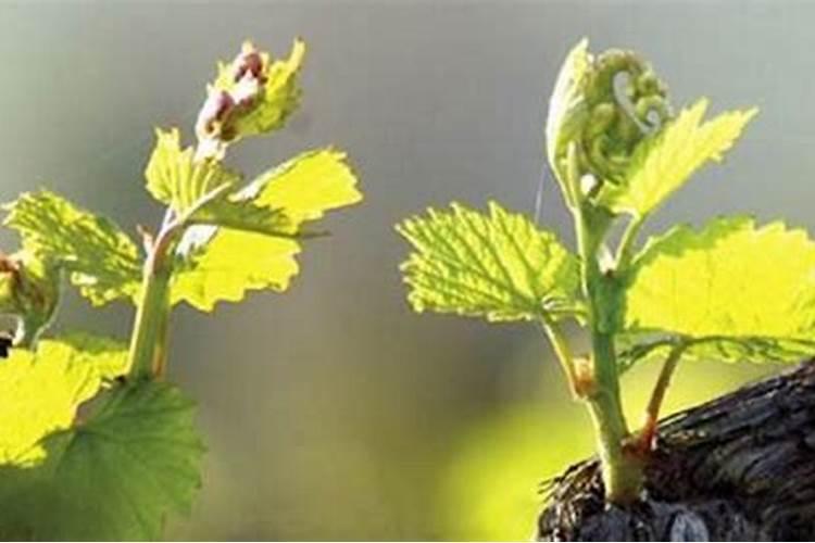 巨峰葡萄元月该施什么肥料