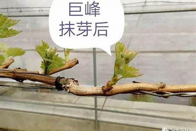 巨峰葡萄元月该施什么肥料