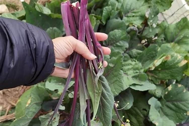 红菜苔病虫害该怎样防治呢？