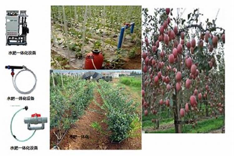 柑橘一年施几次肥最好