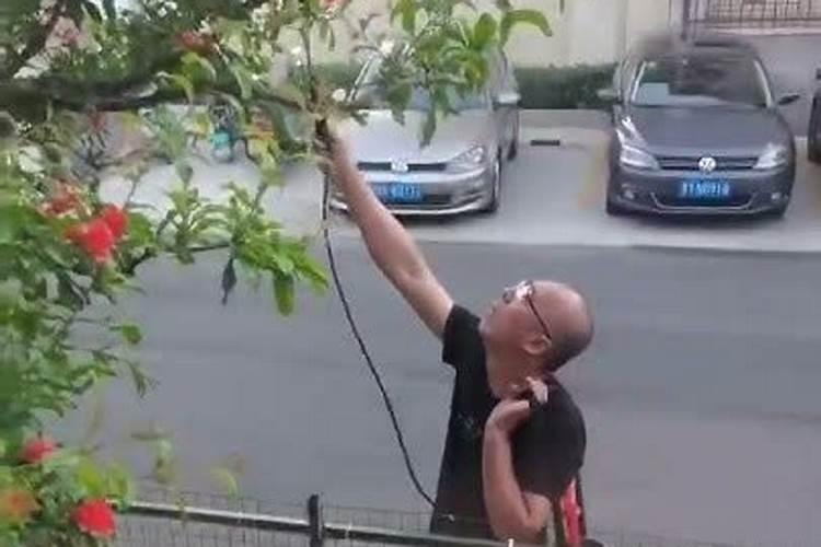 果树果子增甜喷洒什么肥料