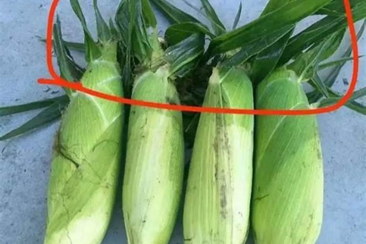 玉米控旺药能和叶面肥混用吗