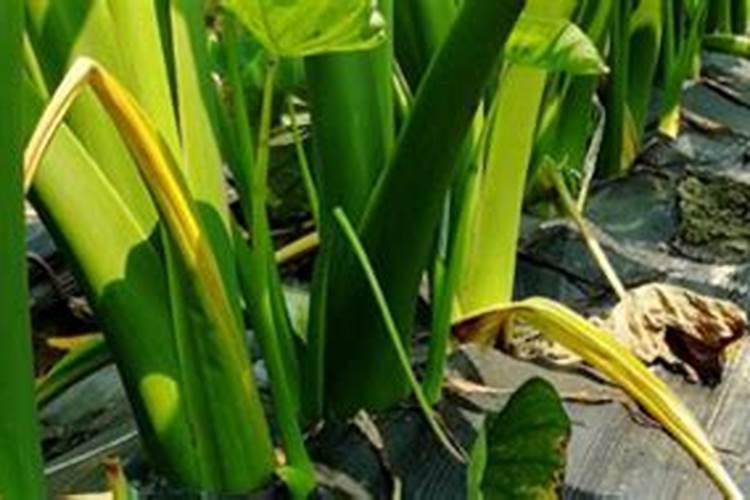 甲壳素腐植酸甲水容肥能用于大白菜吗？
