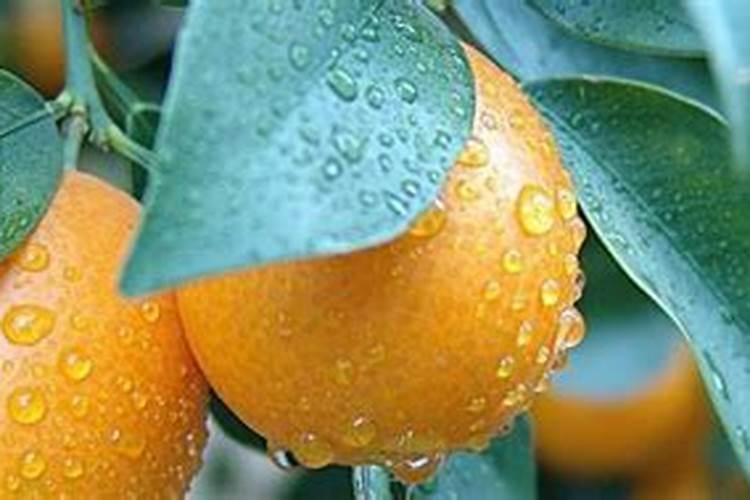 金桔树施什么肥料最好