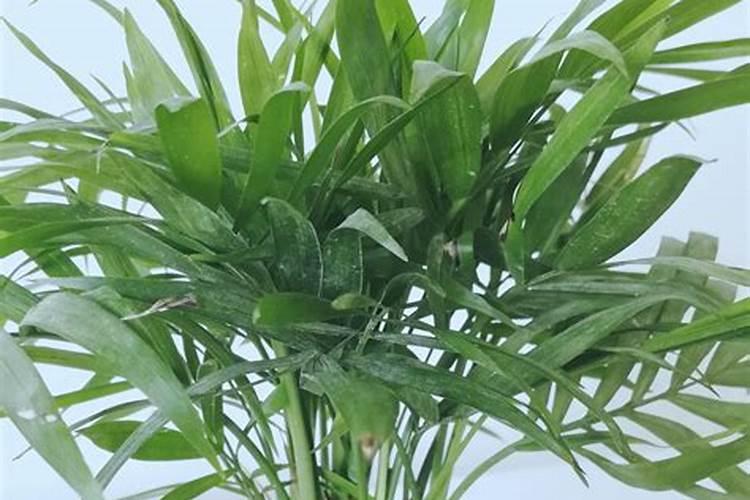 袖珍椰子浇什么肥料合适