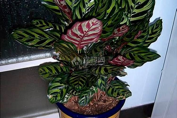 孔雀竹芋怎么施肥