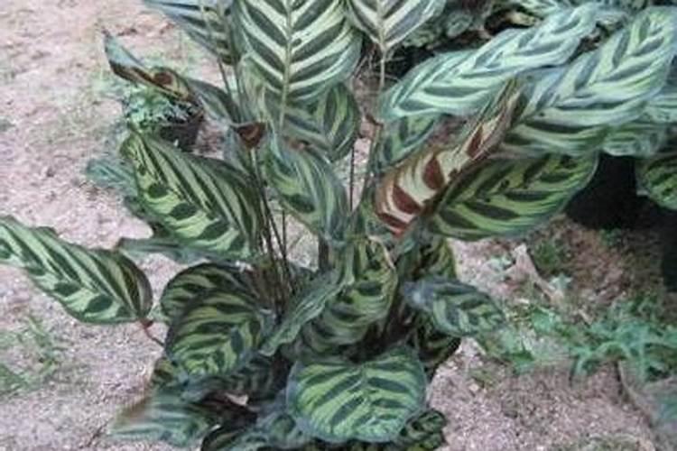 孔雀竹芋的养殖方法及注意事项