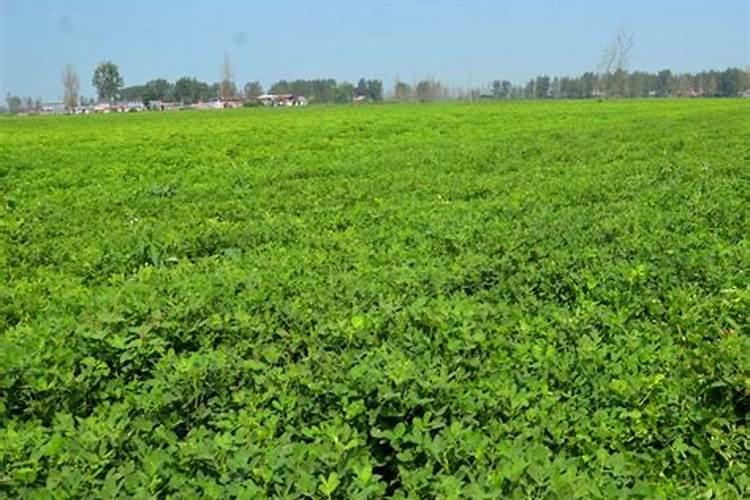 花叶喷什么又绿又亮