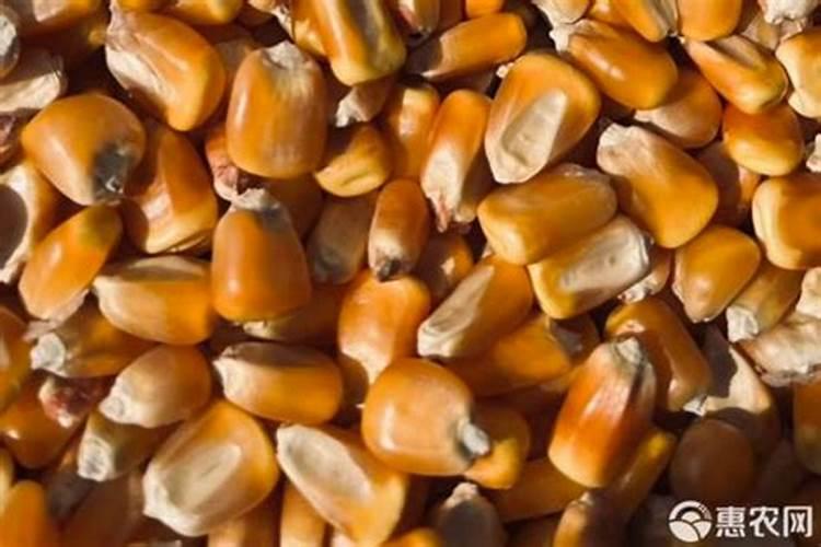 玉米需要什么养分？