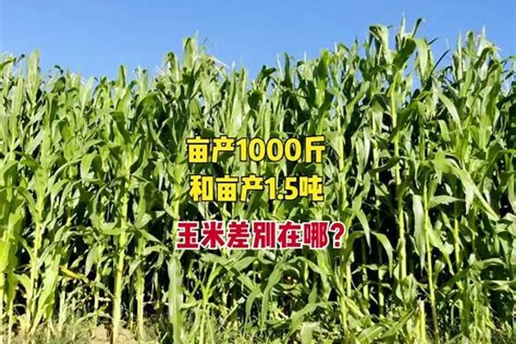 1000公斤产量玉米需氮磷钾量