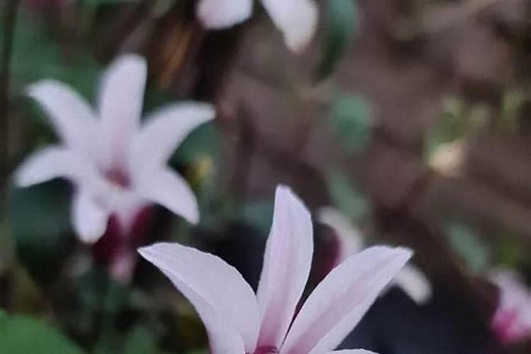 钾肥对哪些花卉好