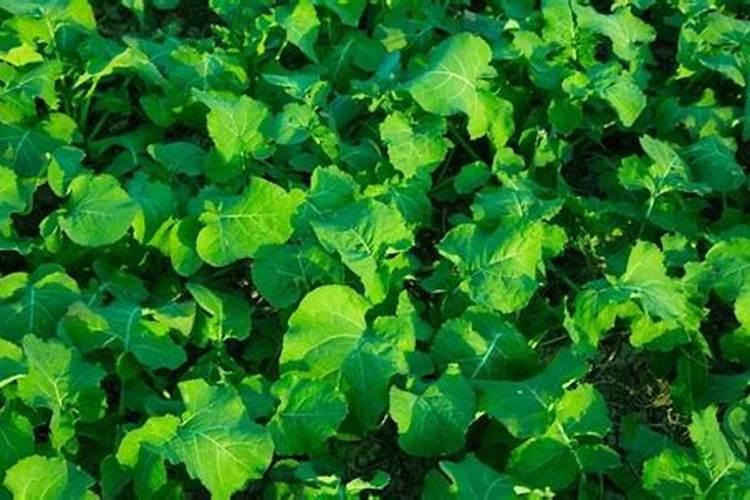 在设施蔬菜栽培中怎样施用硼肥？