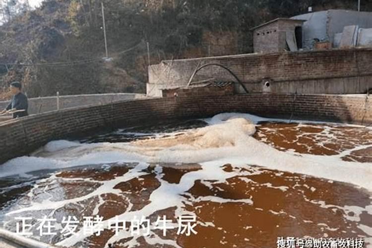 202020水溶肥配方