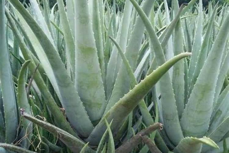 化工十大肥料排名